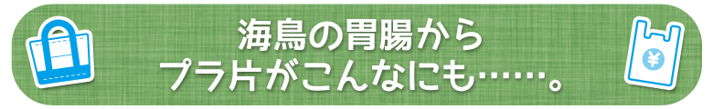 海鳥の胃腸からプラ片がこんなにも……。