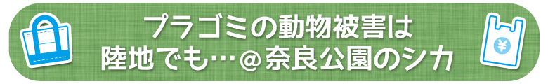 プラゴミの動物被害は陸地でも…＠奈良公園のシカ